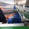 Fruit Packing equipment by EQM Industrial