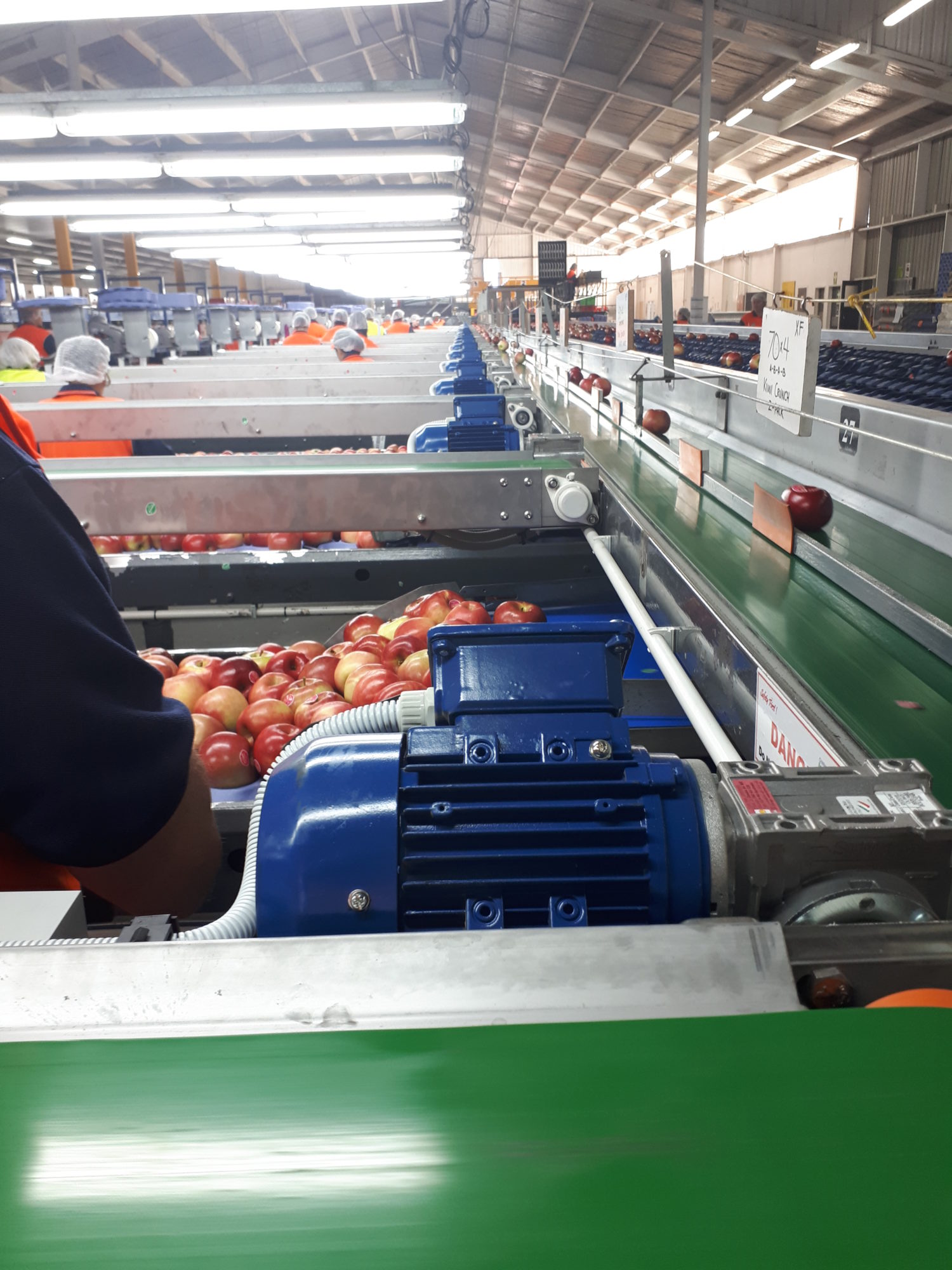 Fruit Packing equipment by EQM Industrial