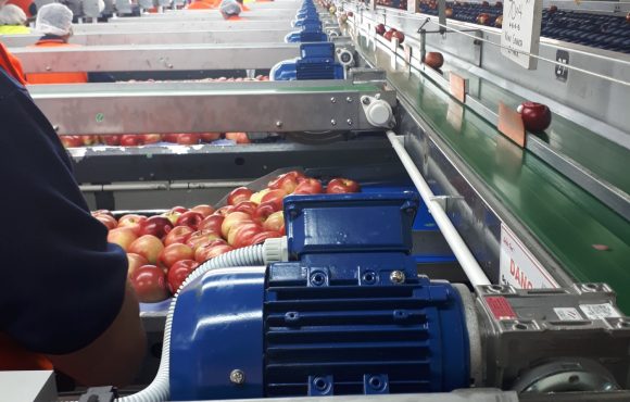 Fruit Packing equipment by EQM Industrial